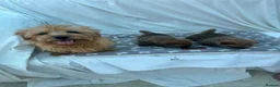 Norfolk Terrier dogs for sale: ONE male pup available in Reading - Advert 1