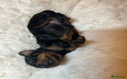 Miniature Pinscher dogs for sale: Gorgeous MinPin Puppies-Ready from 8th Dec! - Advert 19