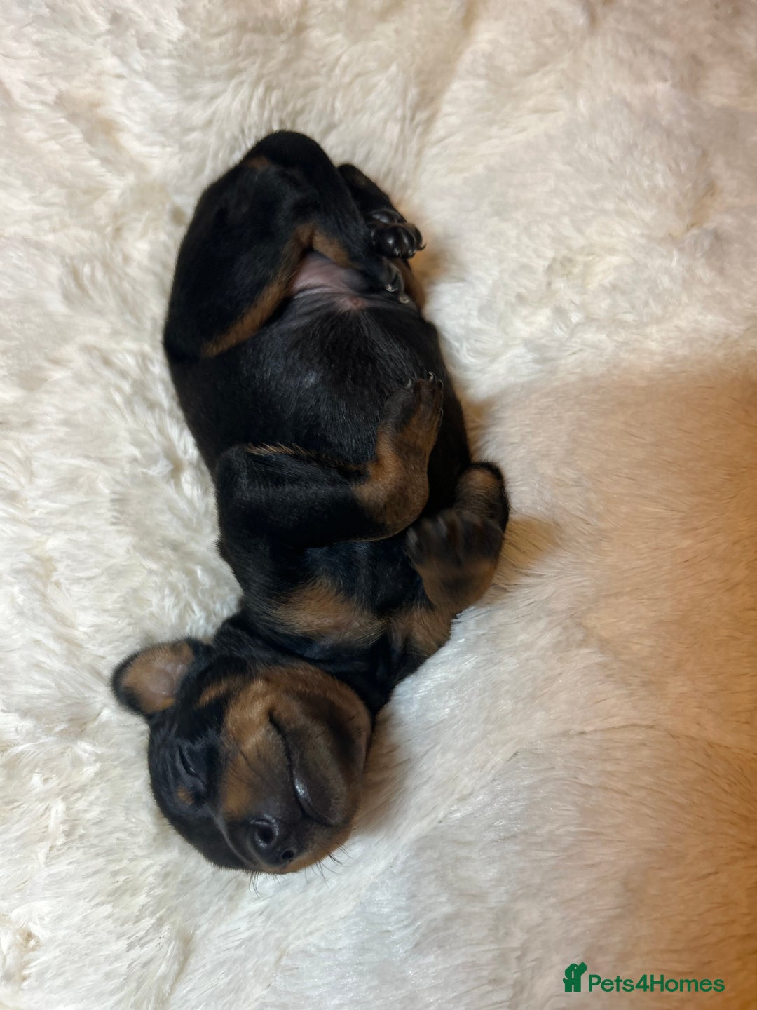 Miniature Pinscher dogs for sale: Gorgeous MinPin Puppies-Ready from 8th Dec! - Advert 19