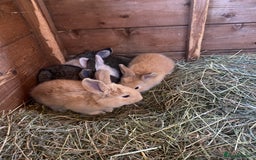 Continental Giant rabbits for sale: Continental Giant Baby Rabbits  First Litter  - Image 5