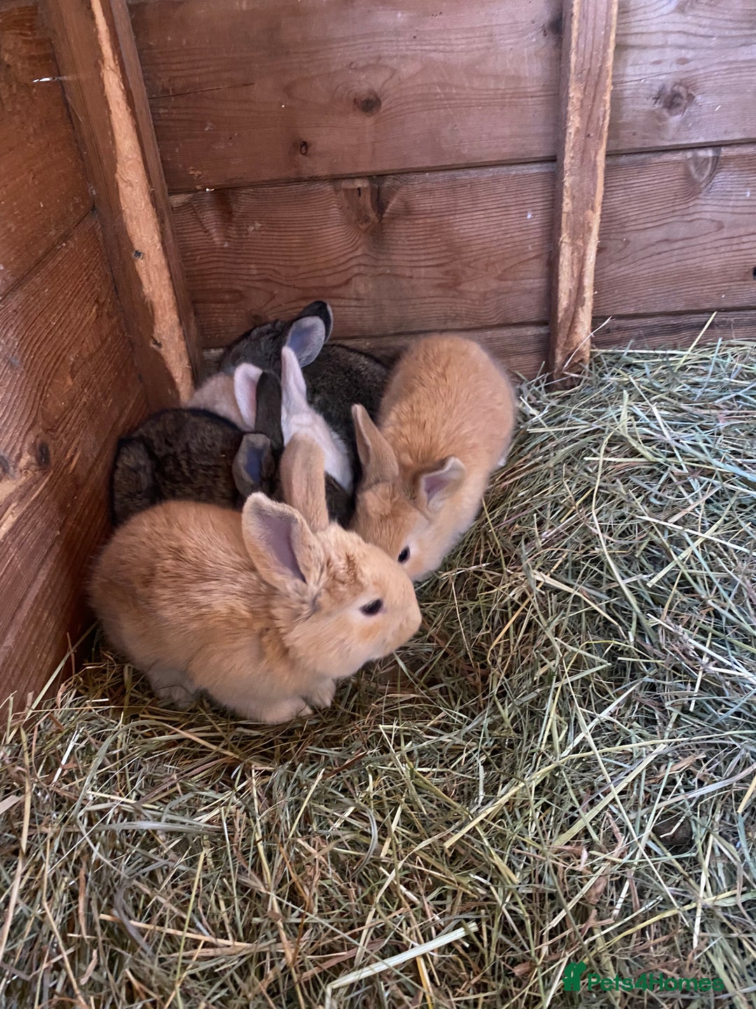 Continental Giant rabbits for sale: Continental Giant Baby Rabbits  First Litter  - Image 5
