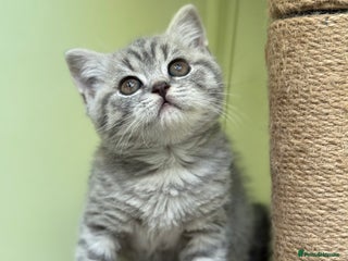 British Shorthair cats - Advert 1