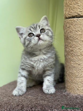British Shorthair cats - Advert 3