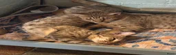Ocicat cats for sale: Gorgeous Ocicat Fleur needs loving retirement home - Advert 10