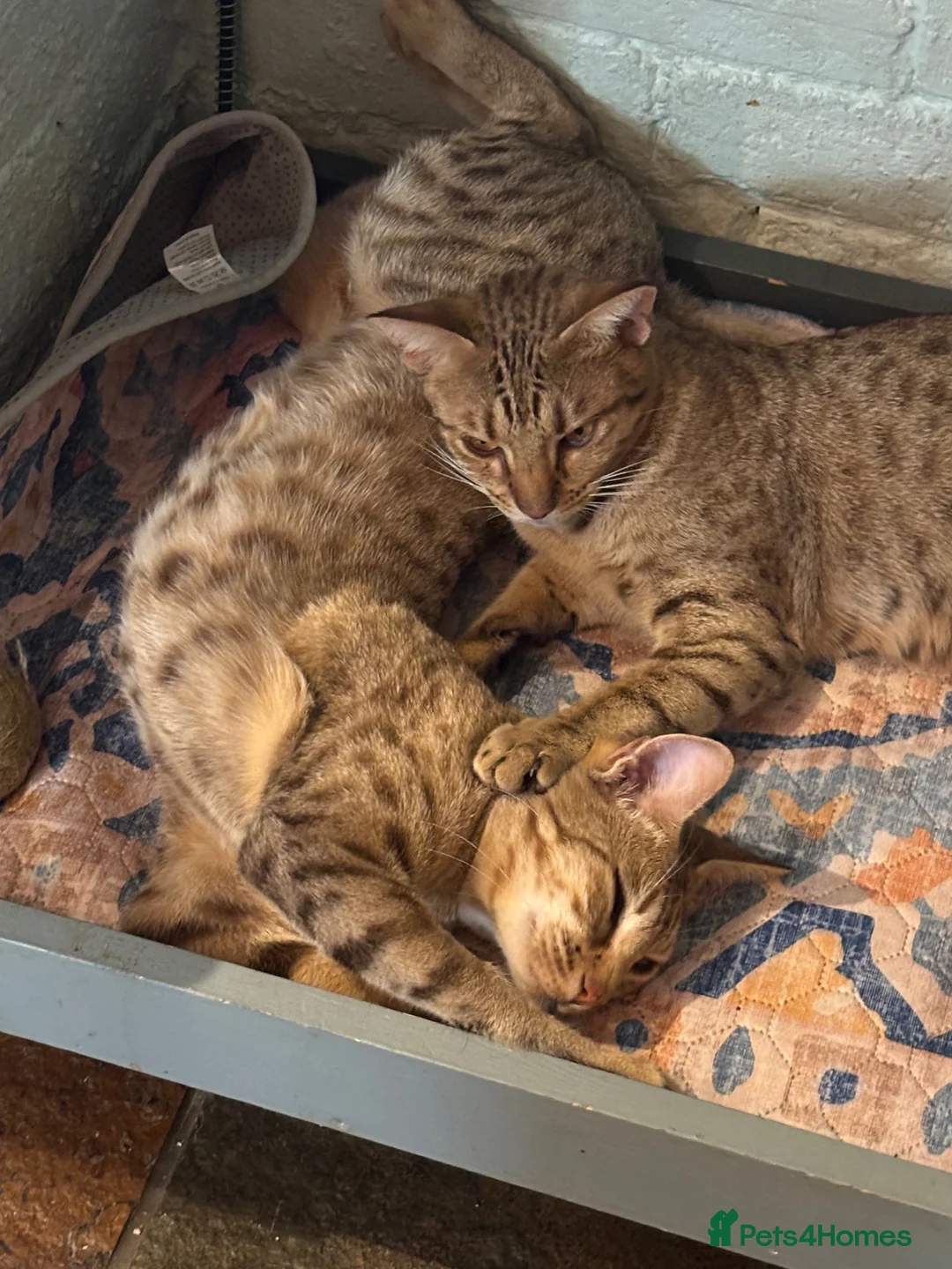 Ocicat cats for sale: Gorgeous Ocicat Fleur needs loving retirement home - Advert 10