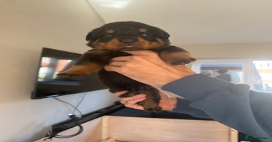 Rottweiler dogs champion bloodline full German pedigree pups  - Advert 1