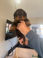 Rottweiler dogs champion bloodline full German pedigree pups - Advert 1