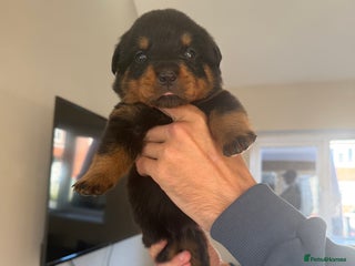 Rottweiler dogs - Advert 2