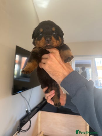 Rottweiler dogs - Advert 6