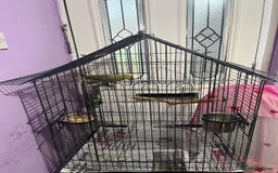 Ringnecks birds for sale: Green pied ringneck with cage - Image 4