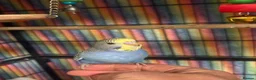 Budgerigars birds for sale: Baby Budgies’s for sale  - Advert 2