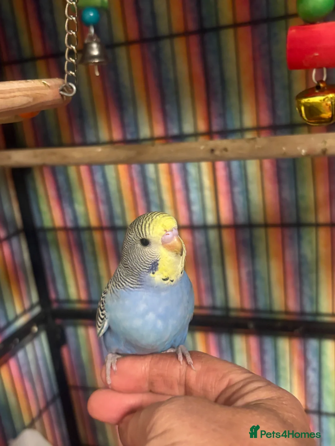 Budgerigars birds for sale: Baby Budgies’s for sale  - Advert 2