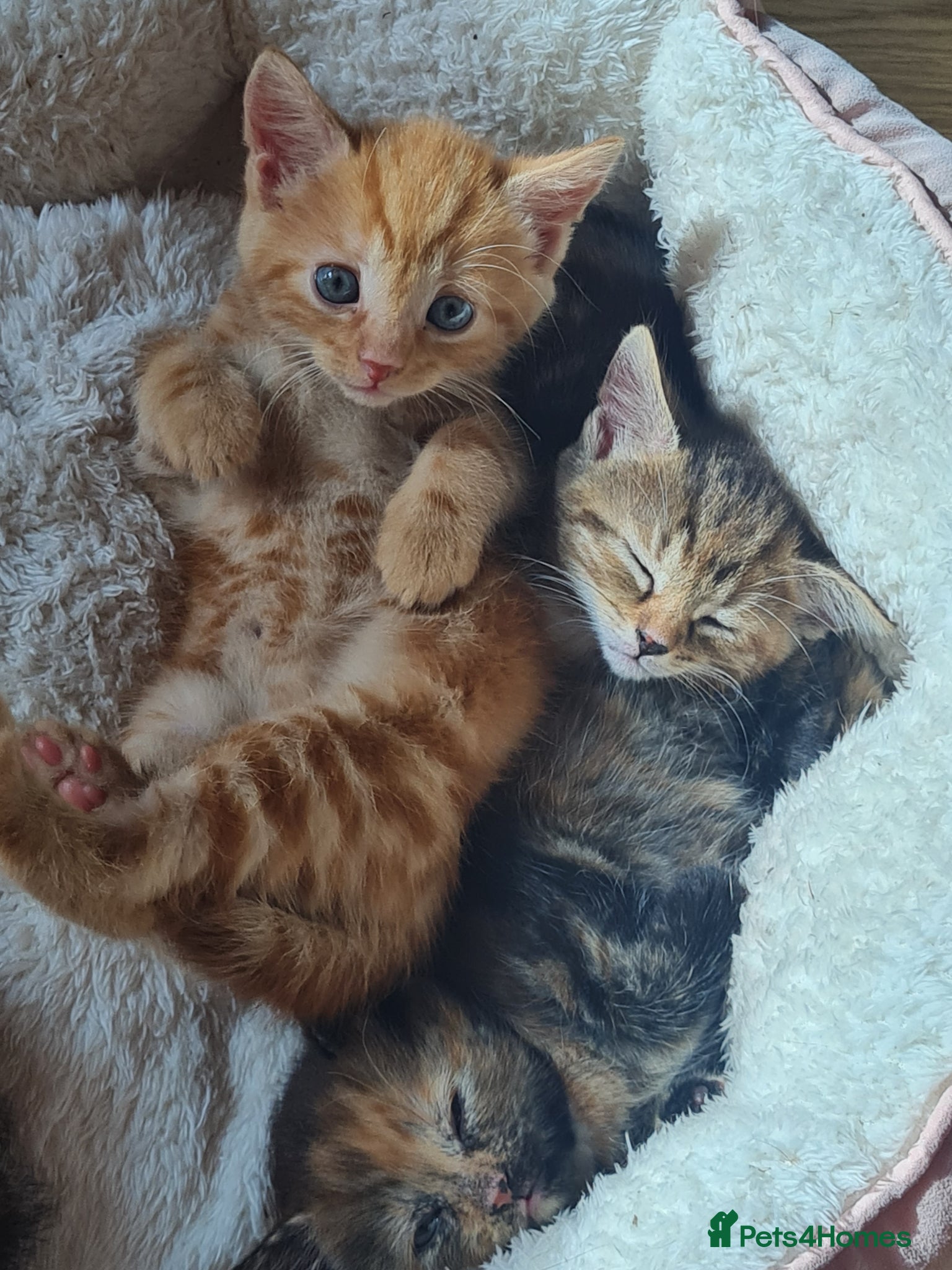 Mixed Breed cats for sale: 🐾 Beautiful Ragdoll Cross Kittens – £290 Each 🐾 in Greenford - Advert 10