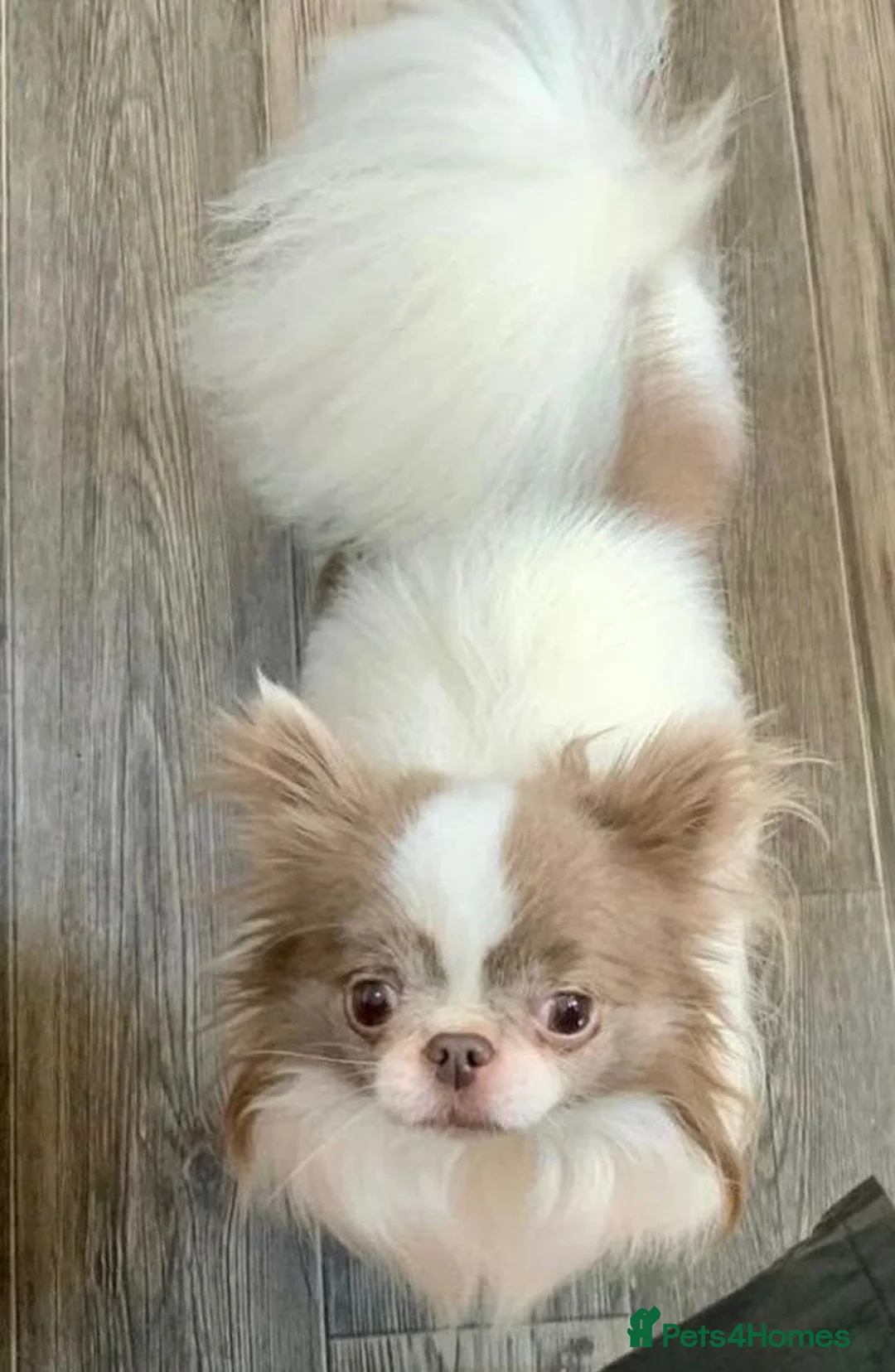 Chihuahua dogs for sale: 2 boys left! Quality long haired apple Chihuahuas  - Advert 5
