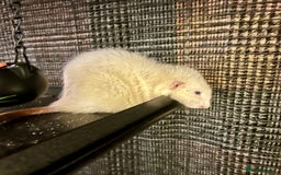 Rat rodents for sale: Two rats looking for new home - Image 2