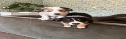Border Collie dogs for sale: 1x merle female 1x tri colour collies in Bournemouth - Advert 2