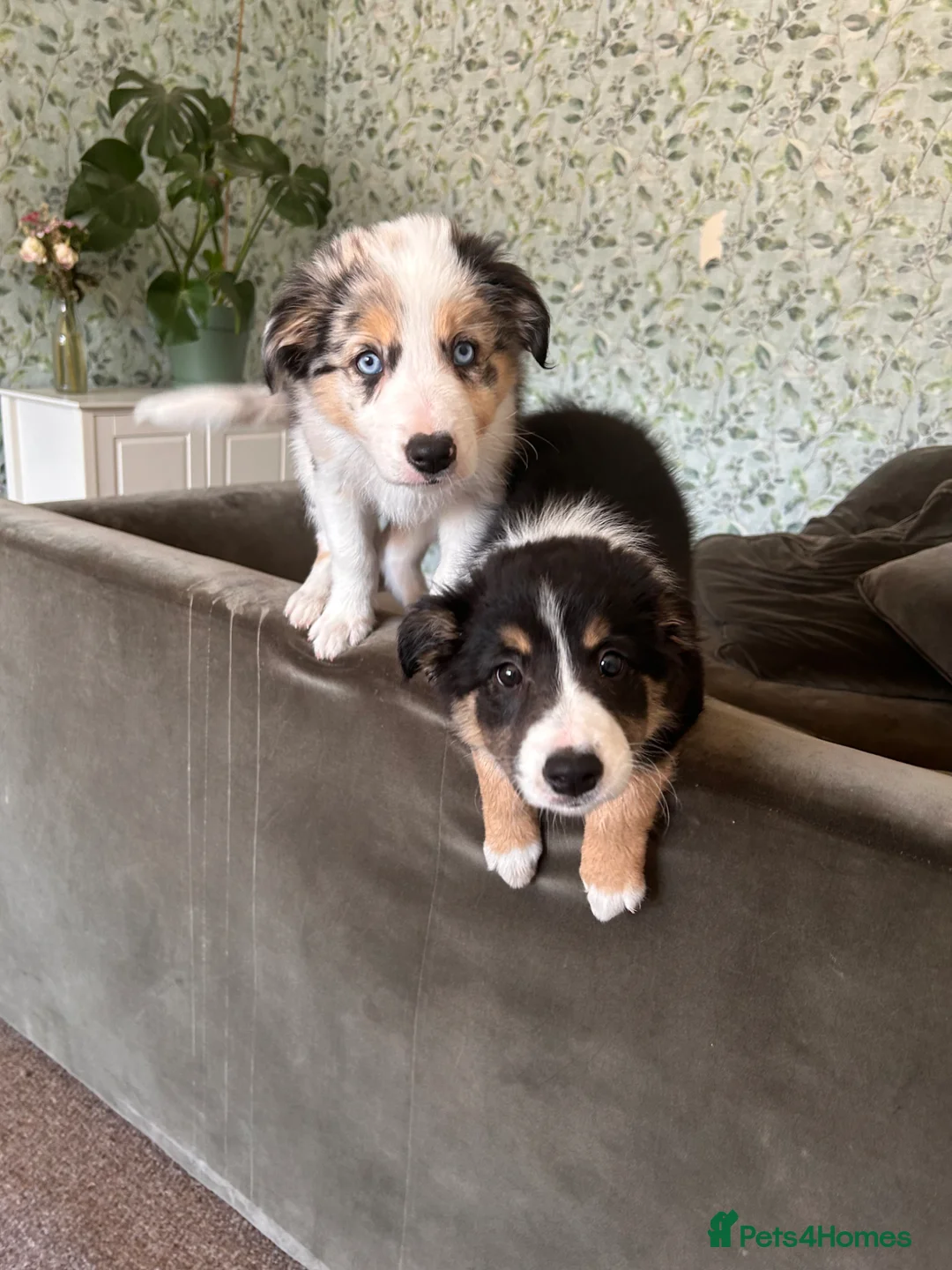 Border Collie dogs for sale: 1x merle female 1x tri colour collies in Bournemouth - Advert 2