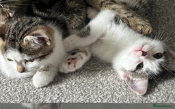Mixed Breed cats for sale: Kittens  - Image 23