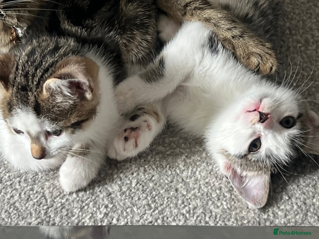 Mixed Breed cats for sale: Kittens  - Image 23