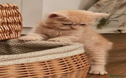 British Shorthair cats for sale: ✨British Shorthair Pedigree Kittens ✨ - Image 2
