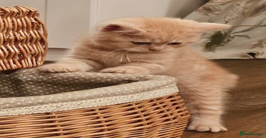 British Shorthair cats - Advert 12