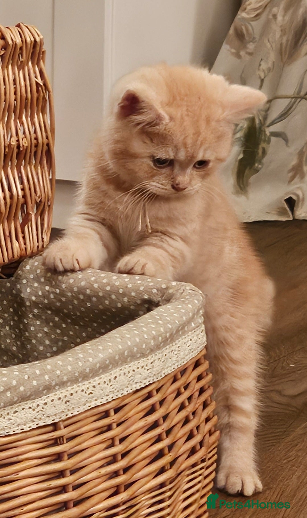 British Shorthair cats for sale: ✨British Shorthair Pedigree Kittens ✨ - Image 2