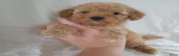 Cavapoo dogs for sale: Cavapoo puppies 5🌟 licence breeder  - Advert 5