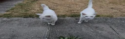 Turkish Angora cats for sale: 2 Turkish Angora Kitten - Advert 7