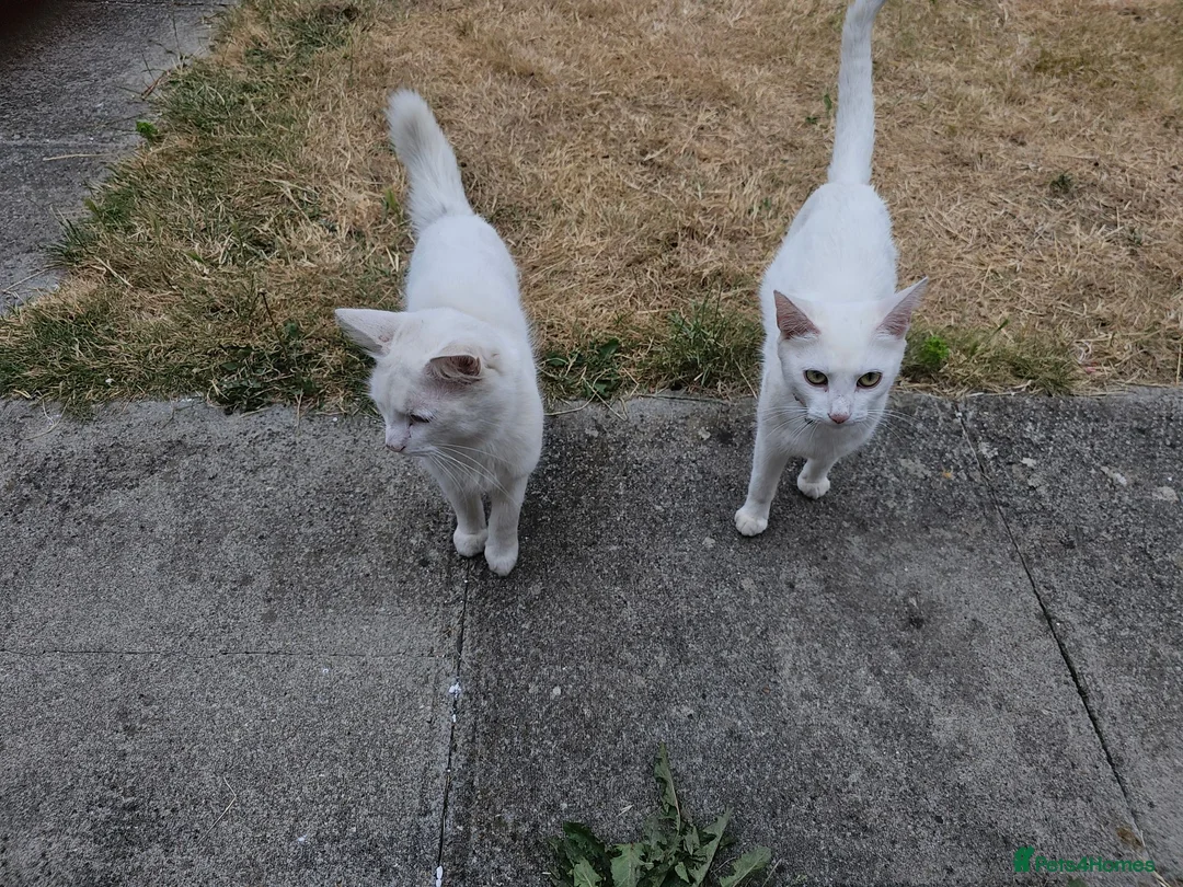 Turkish Angora cats for sale: 2 Turkish Angora Kitten - Advert 7