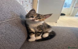 Mixed Breed cats for sale: 2 beautiful kittens full ginger and tortoise shell - Image 14