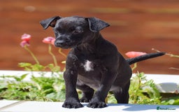 Patterdale Terrier dogs for sale: 5 ⭐️ LICENSED & REGISTERED🛑READY TO LEAVE NOW🛑 in Wisbech - Image 2