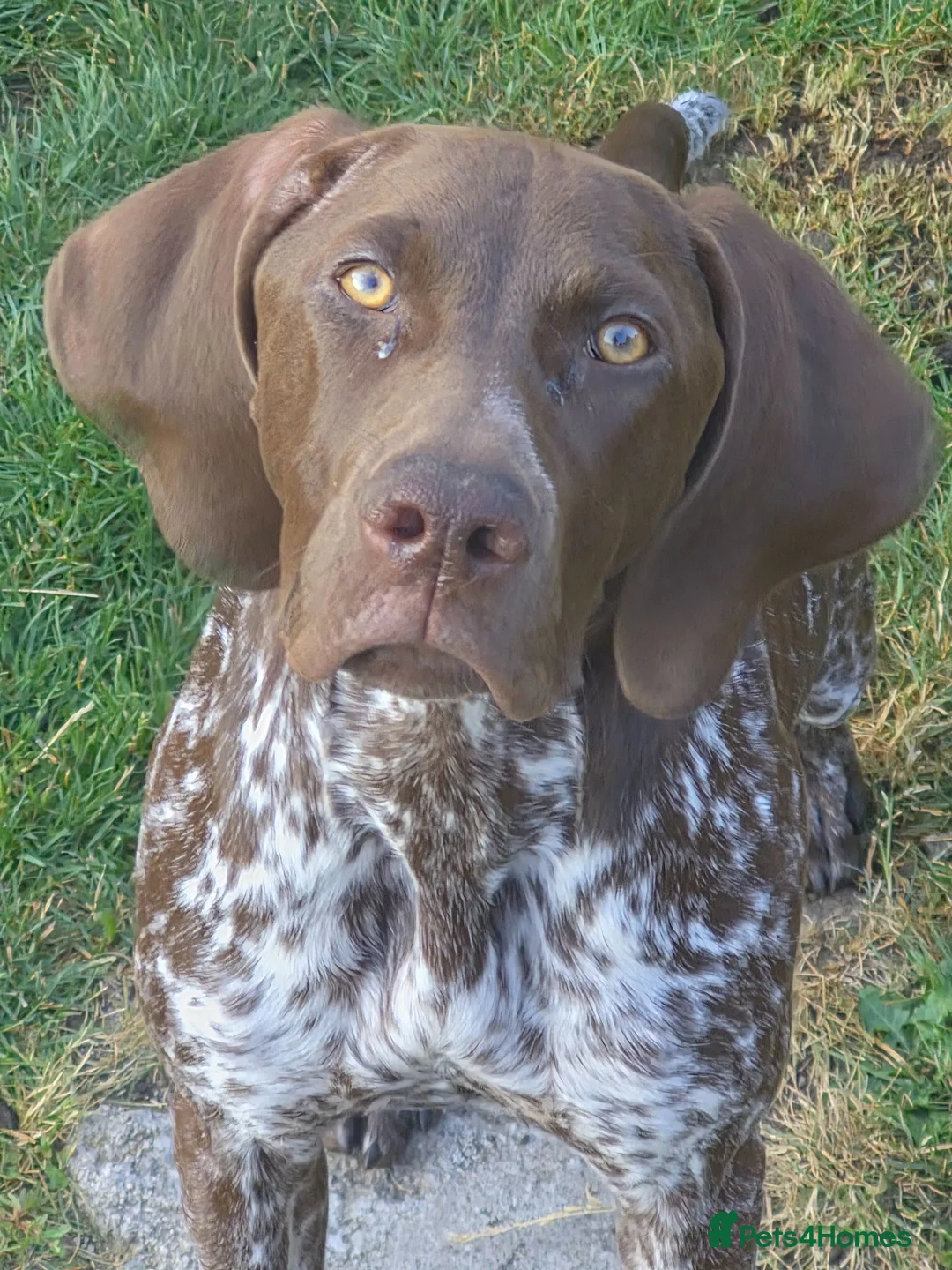 German Shorthaired Pointer dogs for sale: Winter in Newport - Advert 3