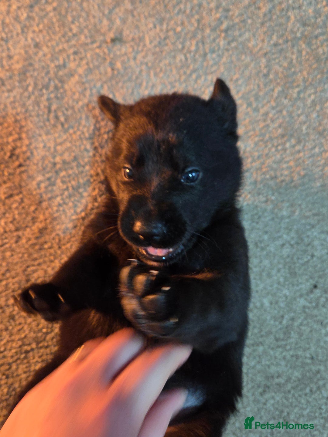 Mixed Breed dogs for sale: 🌟German Shepherd x Labrador Retriever Puppies 🌟 - Advert 11