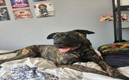 Mixed Breed dogs for sale: Clyde  - Image 4