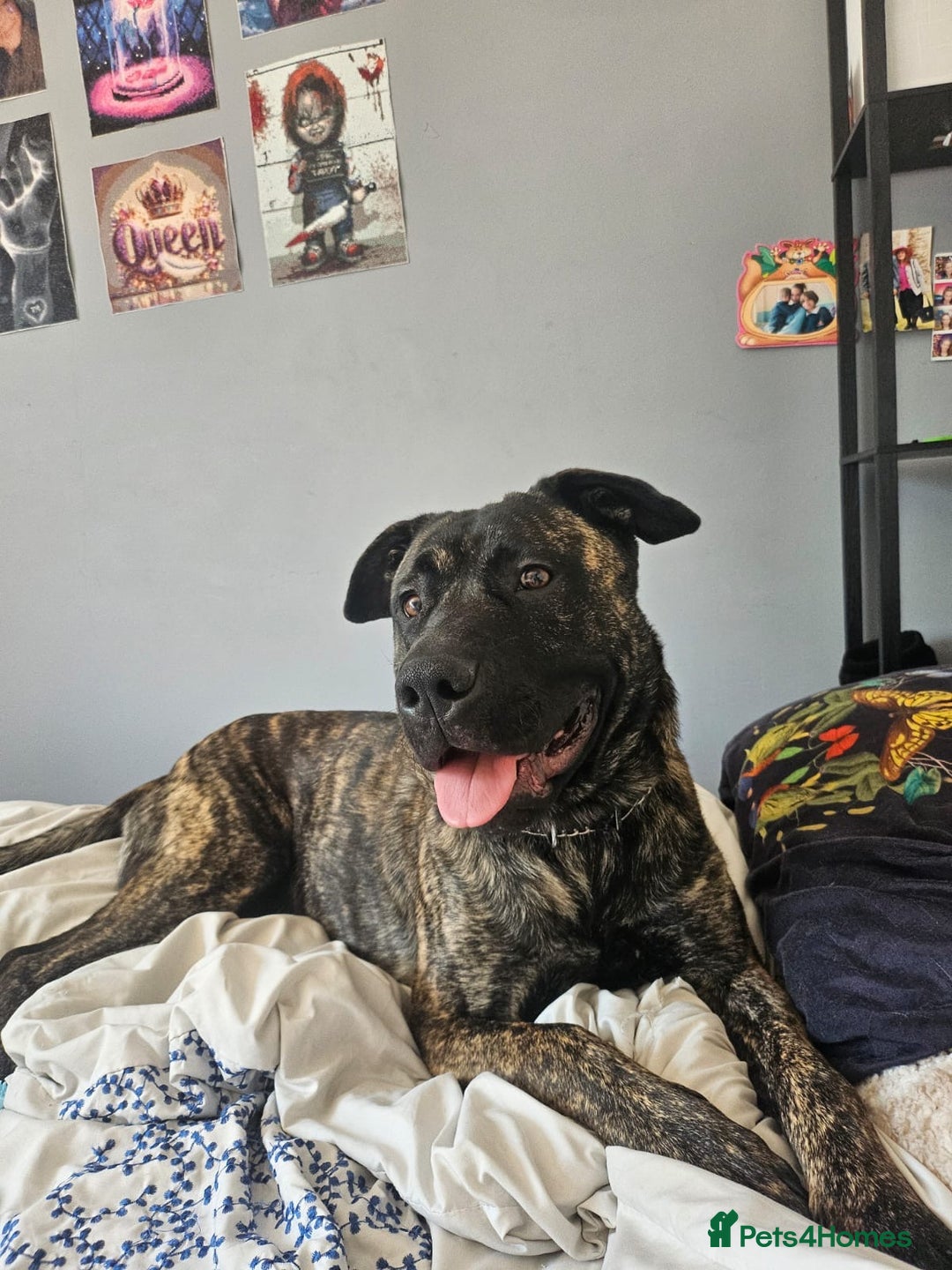 Mixed Breed dogs for sale: Clyde  - Image 4