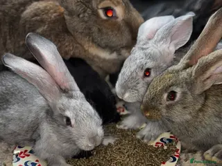 Continental Giant rabbits GERMAN GIANTS (continentals) 8 kits available - Advert 15