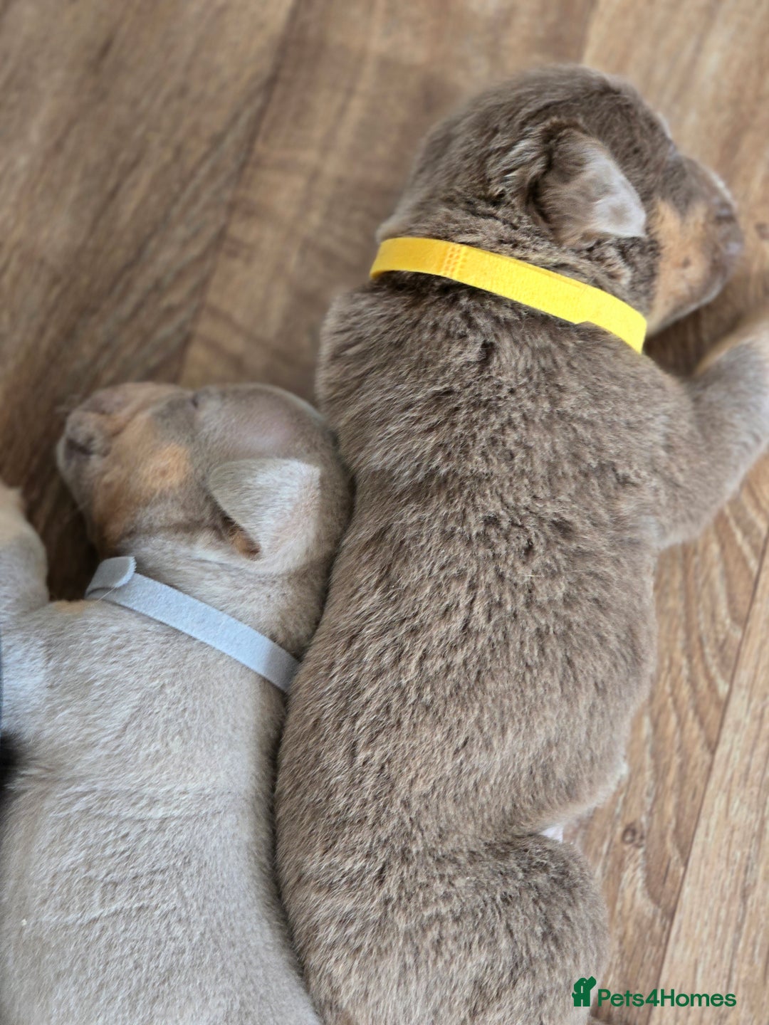 Olde English Bulldogge dogs for sale: Old english bulldoggee mammots - Image 11