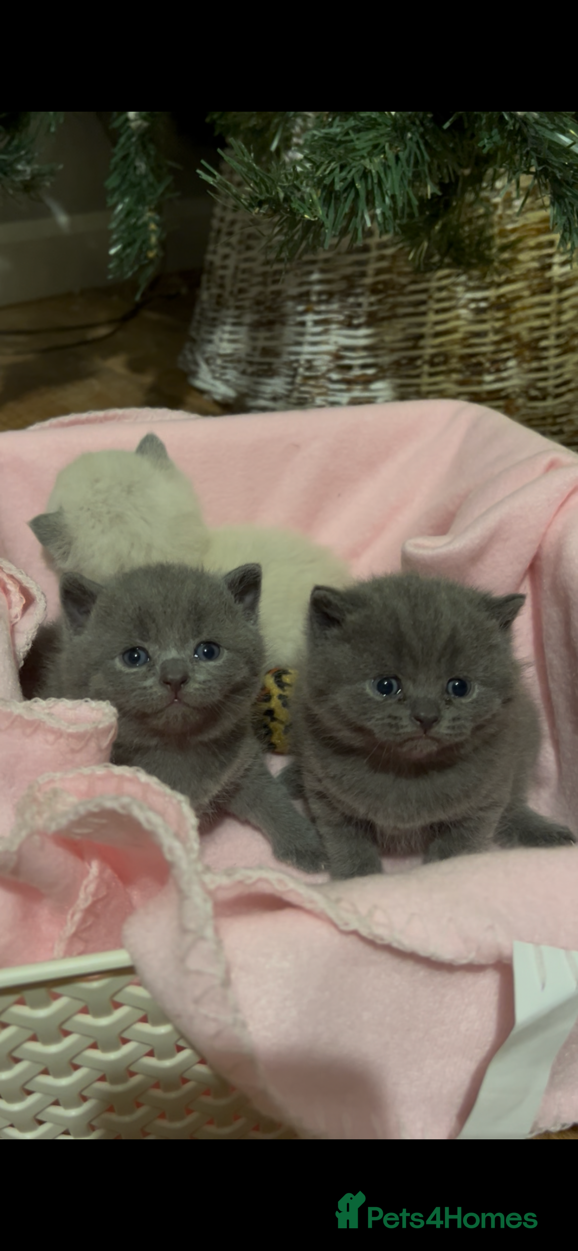 British Shorthair cats British Shorthair Kittens for sale - Advert 1