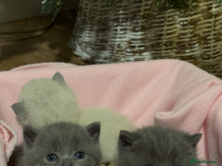 British Shorthair cats British Shorthair Kittens for sale - Advert 1