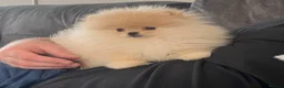 Pomeranian dogs for sale: Pomeranian teddy bear pups  - Advert 14