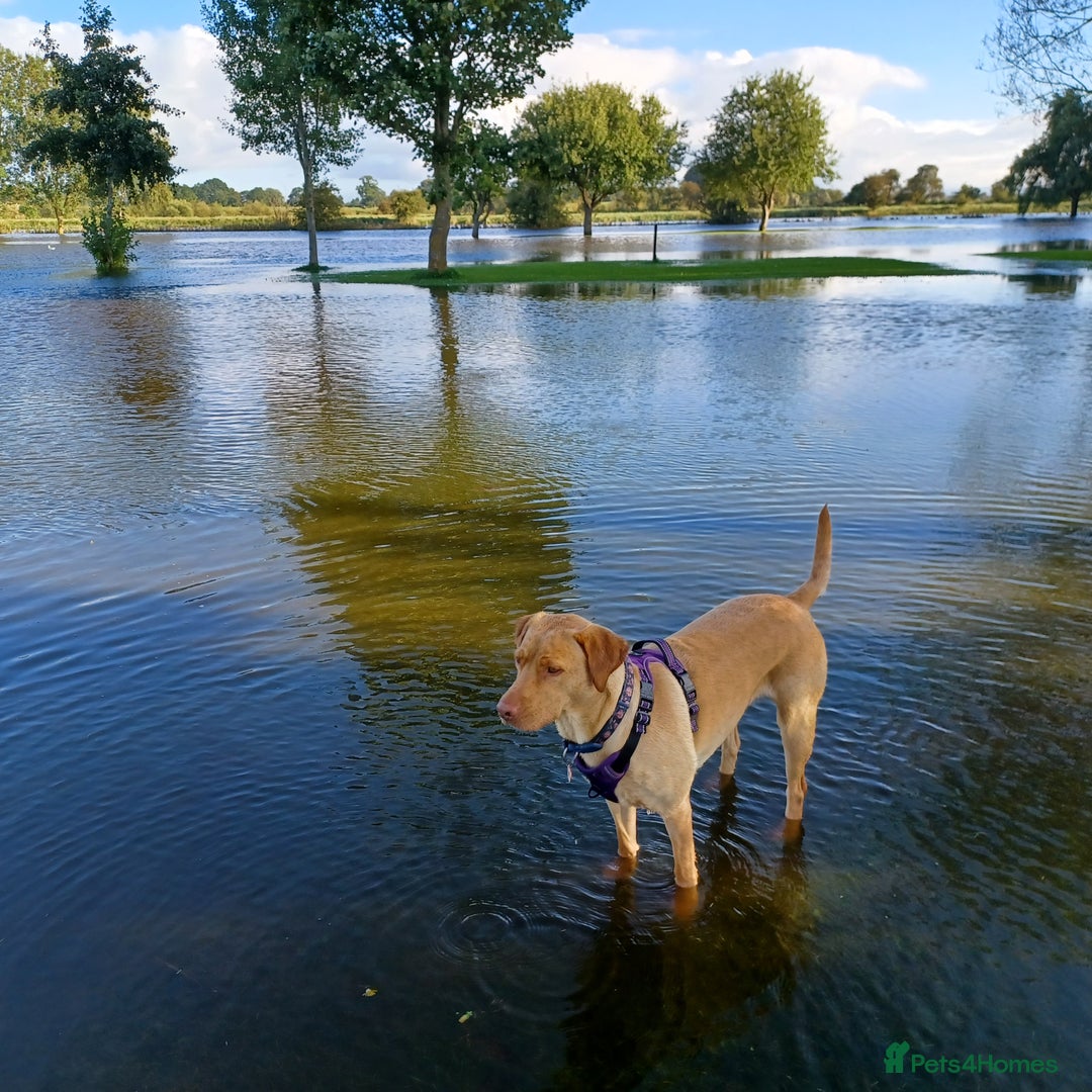 Labrador Retriever dogs for sale: Fox Red Labrador pups - Advert 2
