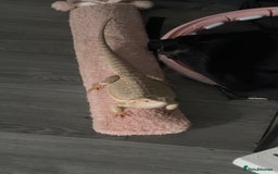Bearded Dragon reptiles for sale: Breaded dragon - Image 3