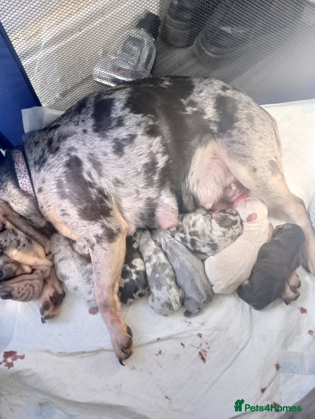 French Bulldog dogs for sale: REDUCED !!!! FRENCH BULLDOG PUPS / READY NOW!!! - Image 7