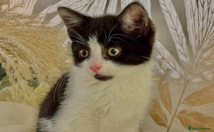 Mixed Breed cats - Advert 3