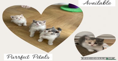 British Shorthair cats - Advert 11