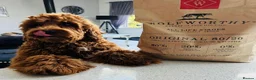 Australian Labradoodle dogs for sale: **MR BRINKLEY'S GENUINE ALD PUPPIES** - Advert 35