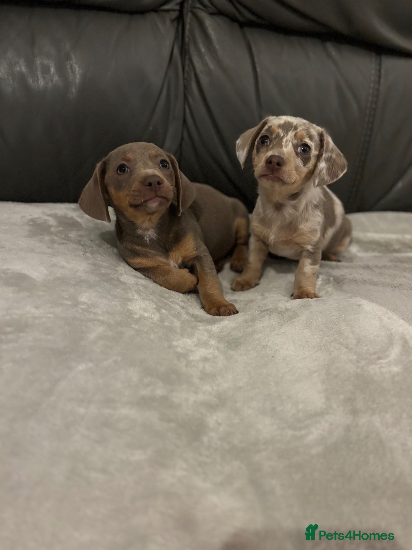 Chiweenie dogs READY TO GO TWO BEAUTIFUL BOYS!!! - Advert 1