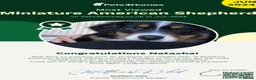 Miniature American Shepherd dogs for sale: ** 1 puppy left ** Mini American Shepherd Puppy - Advert 12
