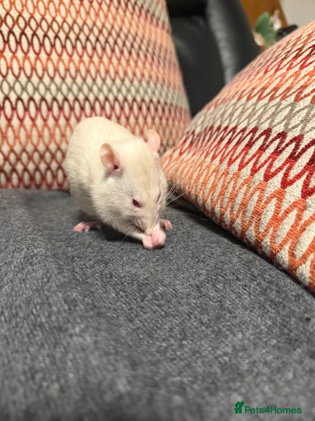 Rat rodents for sale: 3 x female rats  - Image 3