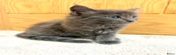 Maine Coon cats for sale: Stunning Fluffy Maine Coons - Advert 21